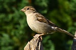 His Eye Is On The Sparrow
