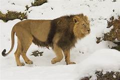 Chase the Lion