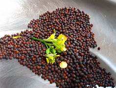 A Little Mustard; A Little Leaven